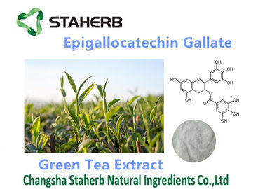 中国 有機性/強力な酸化防止剤はEpigallocatechinの没食子酸塩50-98%を補います サプライヤー