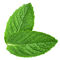 純粋な性質のTLCによる有機性ペパーミントの葉のエキスのブラウンの粉の10/1の比率 サプライヤー