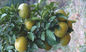 柑橘類のAurantiumのフルーツのエキスのSynephrineの自然な粉cas no.94-07-5 サプライヤー