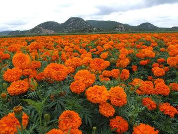 中国 ルテイン5%のフィトジェニック供給の添加物の花輪/絹のマリーゴールドの花は粉を得ます サプライヤー