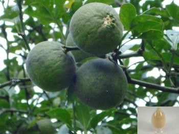 中国 セヴィルの苦いオレンジのフルーツのエキスのシネフリン 6-98%の高性能液体クロマトグラフィーの支払能力がある抽出 サプライヤー