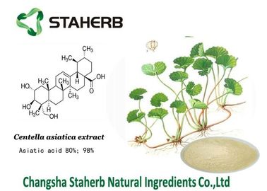 中国 Gotuのコーラによって集中される植物のエキス、スキン ケアのための自然な植物のエキス サプライヤー