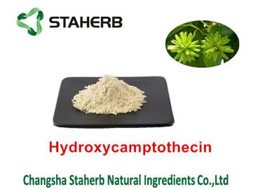 中国 Camptothecae Acuminataeの純粋で自然な植物はHydroxycamptothecin 98%を得ます サプライヤー