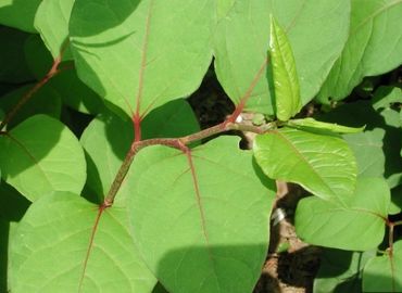 98%のエモディンの粉の純粋で自然な植物のエキス、ポリゴンのクスピダタムの根のエキス サプライヤー