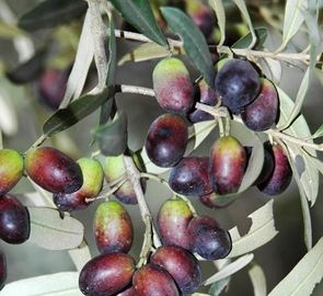 炎症性の抗菌性の植物のエキスのオレアのエキスのオレアnicの反酸CAS 508 02 1 サプライヤー