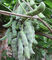 集中された植物のMucunaのpruriensはLevodopaの粉cas no.59-92-7を得ます サプライヤー