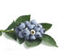 Bilberryのエキスの酸化防止食糧は暗い紫色の良い粉を補います サプライヤー