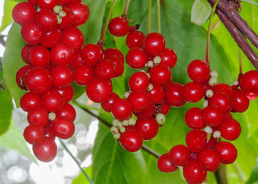 中国のマグノリアのツルのフルーツの抗菌性の植物のエキス、草のエキスの粉 サプライヤー